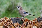Eurasian Jay on ground with autumn leaves - Warwickshire UK