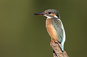 Common Kingfisher on branch - Warwickshire UK
