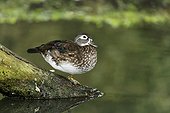 Wood duck  female on branch by water - Warwickshire UK