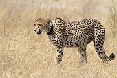Cheetah female with radio collar - Botswana