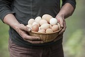 Picking of eggs in a garden