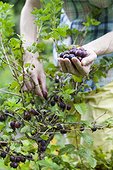 Harvest of goosberries 'Captivator' in a kitchen garden
