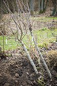 Young plum trees to be planted in a garden