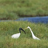 Black-headed Ibis and Intermediate Egret - Arugam Sri Lanka