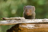 Portrait of Indian gray mongoose -  Minneriya Sri Lanka