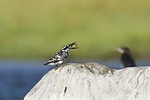 Pied kingfisher on rock - Arugam bay Sri Lanka