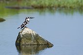 Pied kingfisher on a rock - Sri Lanka