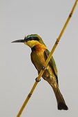 Little Bee-Eater on reed - Chobe Botswana