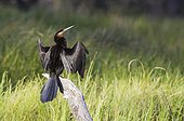 African Darter basking on a log - Okavango Moremi Botswana