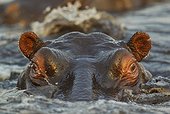 Portrait of Hippopotamus in Chobe river - Botswana ; Photographed from a boat