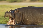 Hippopotame et Pique-boeuf dans la rivière Chobe - Botswana ; Photographié à partir d'un bateau 