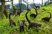 White-nosed Coatis in a clearing - Costa Rica ; honorable mention in the MontPhoto 2015 and the 1st prize Awarded by Aefona 