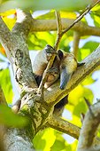 Northern Tamandua in a tree - Corcovado Costa Rica 