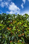 Coffee Plantation - Alajuela Costa Rica