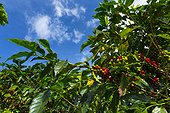 Coffee Plantation - Alajuela Costa Rica