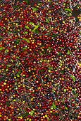 Coffee beans after picking - Alajuela Costa Rica