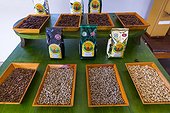 Presentation of Coffee bean - Alajuela Costa Rica