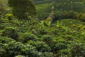 Coffee plantation - Alajuela Costa Rica