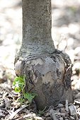 Grafting point on an apple tree in a garden
