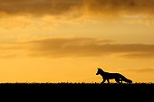 Red Fox silhouette at sunset in summer - GB