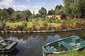The hortillonages “floating gardens”  of Amiens ; flower-bed with: Verbena bonariensis, verbena sp, canna, Tagetes erecta, Rudbeckia 