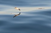 Northern Fulmar gliding at sunset - Spitsbergen ; Hover an fulmar by calm under the midnight sun