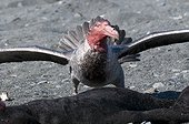 Northern giant petrel on dead Elephant seal - South Georgia ; head bloodied after feeding on a corpse of a young southern elephant seal 