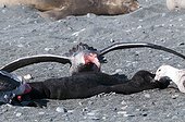 Northern giant petrel on dead Elephant seal - South Georgia ; head bloodied after feeding on a corpse of a young southern elephant seal 