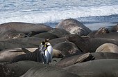 King penguins and sea elephants - South Georgia ; King penguins making his way amid the harems of southern elephant seal 