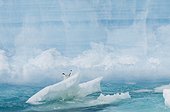 Adelie penguins on iceberg - Antarctica Weddell Sea