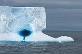 Chinstrap penguins on iceberg - Antarctica Weddell Sea