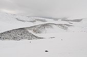 Manchots à jugulaire sous la neige - Shetland du Sud