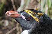 Portrait of Macaroni penguin - South Georgia