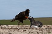Striated Caracara and nesting Gentoo Penguin - Falklands