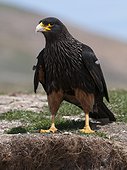 Striated Caracara on ground - Falkland Islands