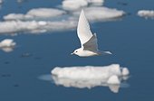 Ivory gull in flight over the ice - Spitsbergen 
