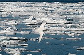 Ivory gull in flight over the ice - Spitsbergen 