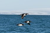 Thick-billed murres in flight back fishing - Spitsbergen