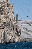 Thick-billed murres nesting on cliff - Spitsbergen ; Zodiac with tourists at the foot of a Thick-billed Murre colony on dolerite cliff