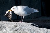 Glaucous gull eating a young Guillemot - Spitsbergen