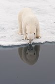Polar bear reflected in the water - Spitsbergen
