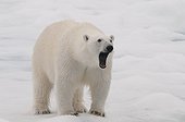 Polar bear yawning on ice - Northern Spitsbergen