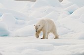 Polar bear male walking on ice - Northern Spitsbergen ; first-year ice 