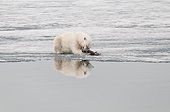 Polar bear eating a bird on the ice - Spitsbergen