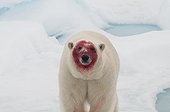 Ours polaire la tête couverte de sang - Spitzberg ; après avoir mangé un Phoque barbu