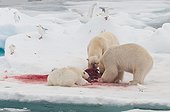 Polar bear eating a bearded seal - Spitsbergen