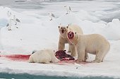 Ours polaires mangeant un Phoque barbu - Spitzberg