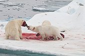 Polar bear eating a bearded seal - Spitsbergen 