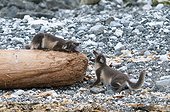 Arctic foxes playing on a failed trunk - Spitsbergen