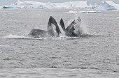 Humpback whales feeding on Capelin - Greenland